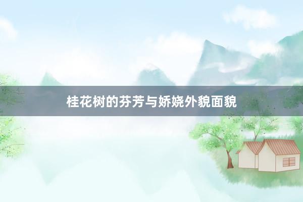 桂花树的芬芳与娇娆外貌面貌
